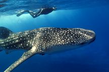 В акватории провинции Чумпхон появились китовые акулы